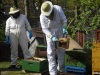 Die Bienen werden von der Wabe abgefegt.