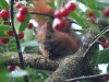 Eichhörnchen im Sauerkirschbaum