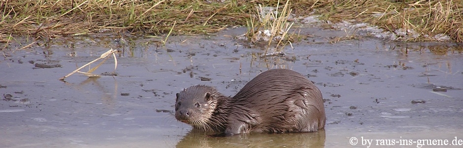 Fischotter