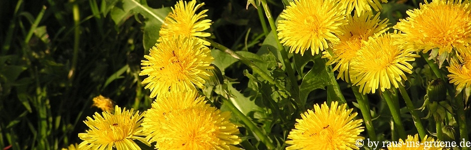 Taraxacum officinale - Löwenzahn