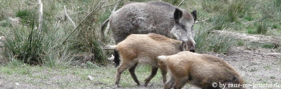 Wildschweine