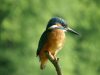 Eisvogel zwischen Görtow- und Ziertzsee