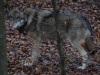 Wolf in der Müritzregion