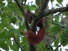 Eichhörnchen im Walnussbaum