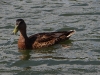 Eine Stockente (Anas platyrhynchos) auf dem Mirower See