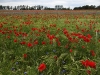 Mohnblüten im Kornfeld